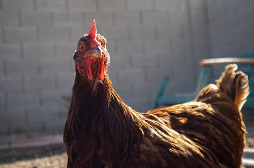 Free Brown Rooster Stock Photo