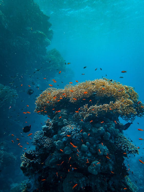 Free Underwater Photography of Coral Reef in Water Stock Photo