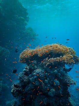 清澈的蓝色海水中，五颜六色的珊瑚礁间充满了海洋生物