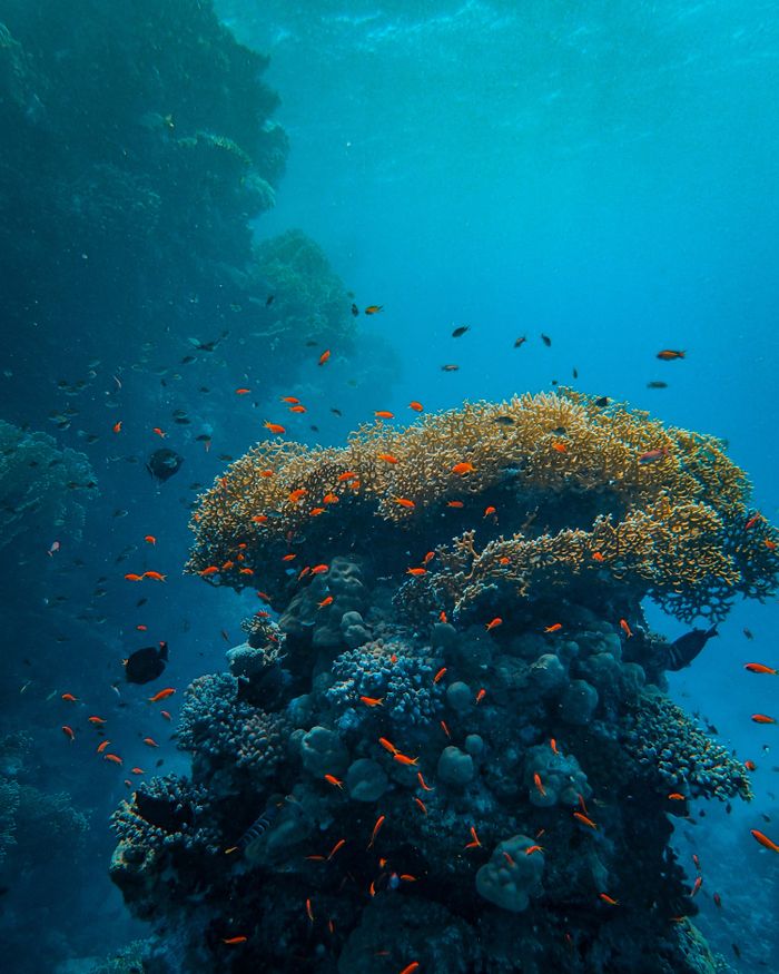 Halmahera