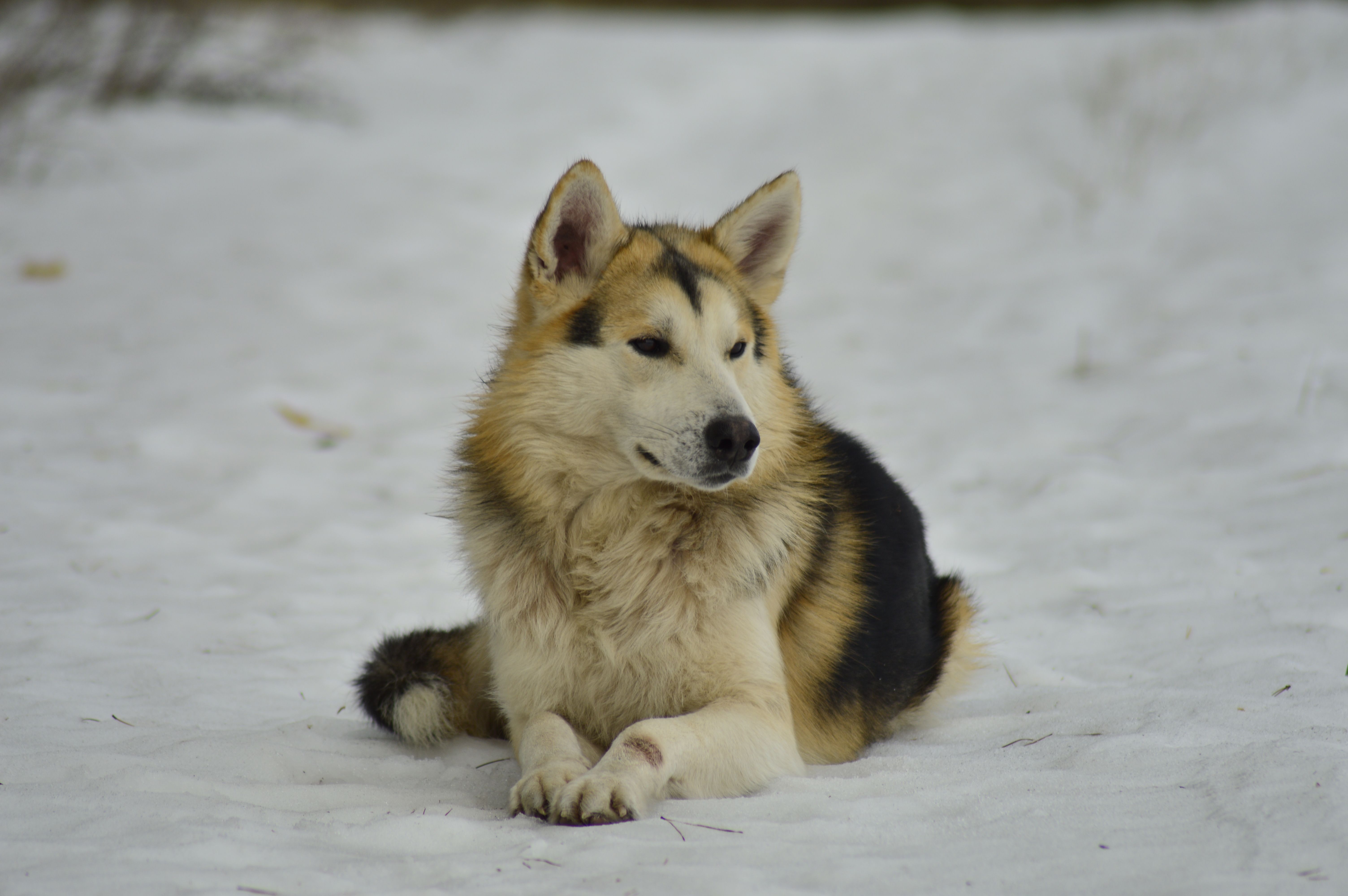 dog paws snow