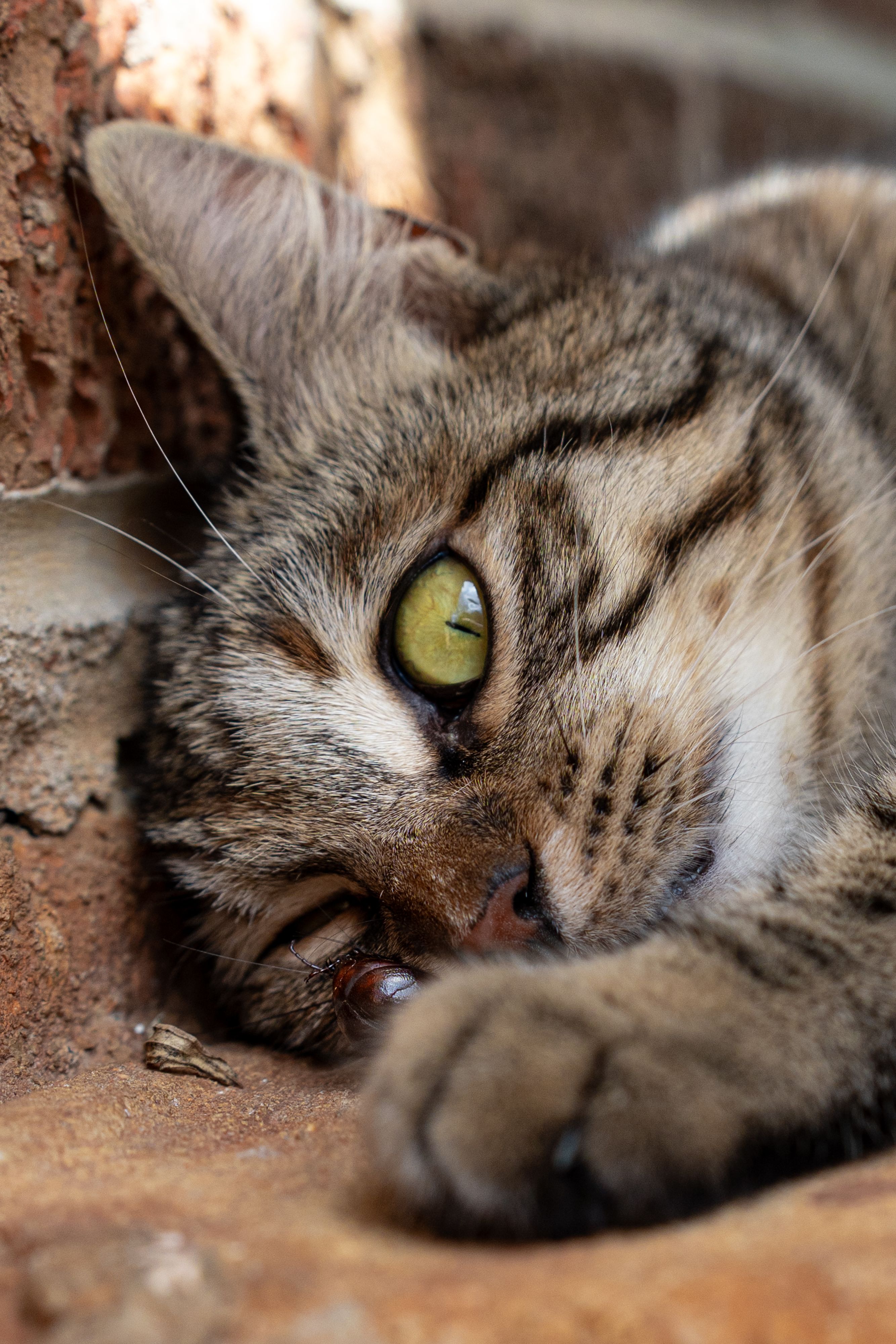 Close-up of a Relaxed Tabby Cat on Brick · Free Stock Photo