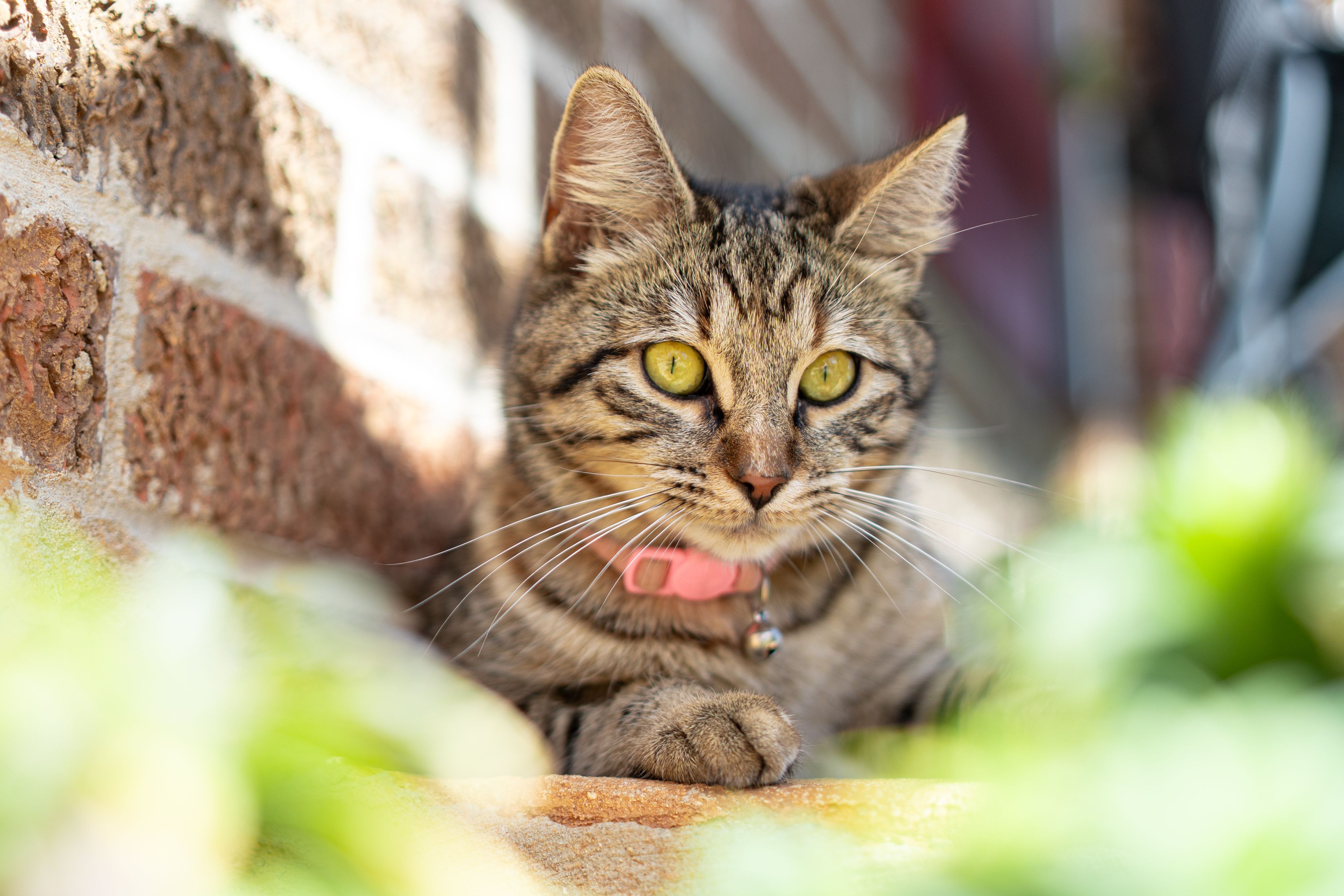 Young Tabby Cat Relaxing Outdoors in Alabama · Free Stock Photo