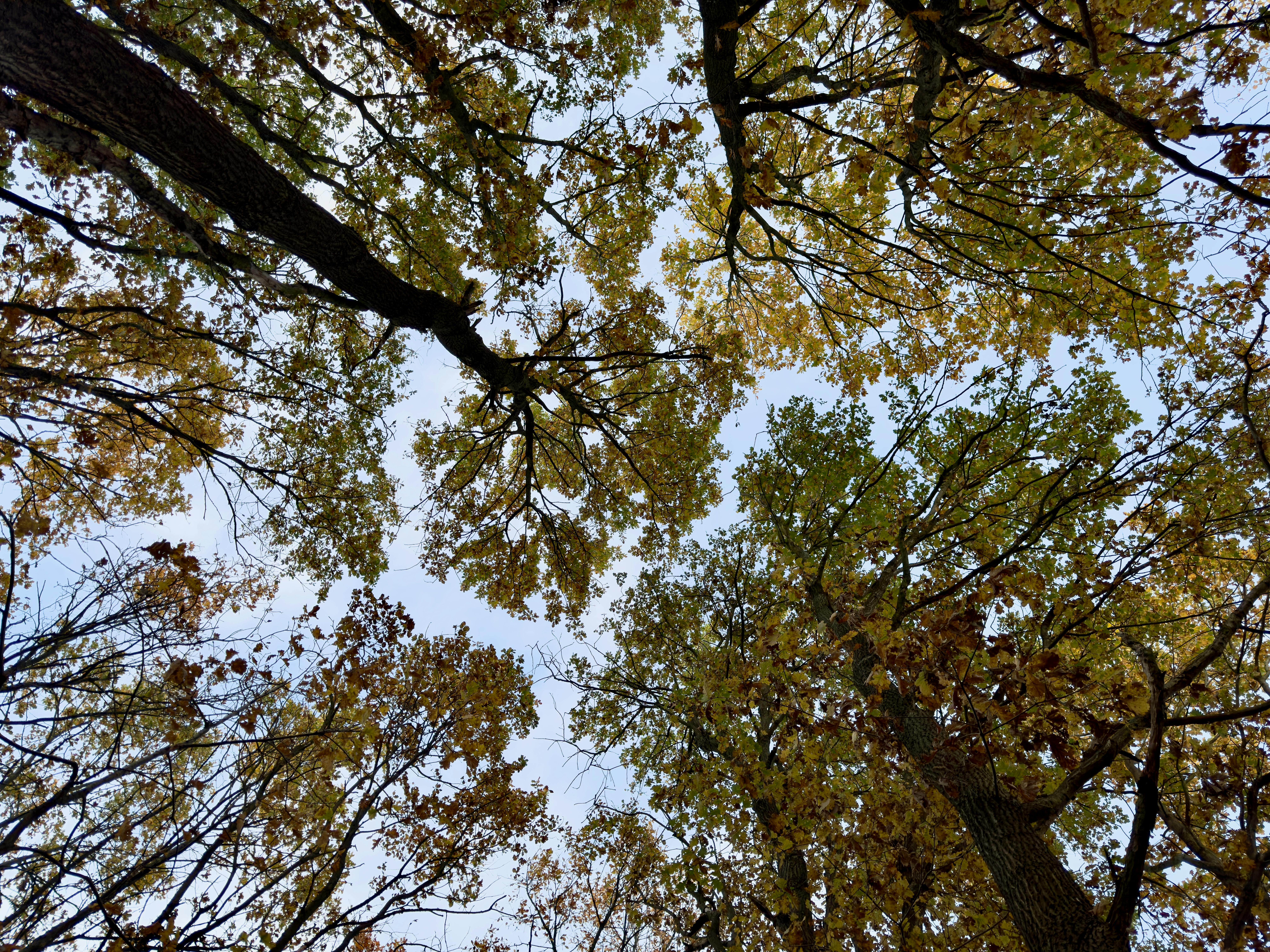 Looking up at a dense forest canopy with autumn leaves against a clear sky.
