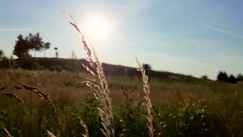 Ingyenes stockfotó gabonafélék, mező, nap témában