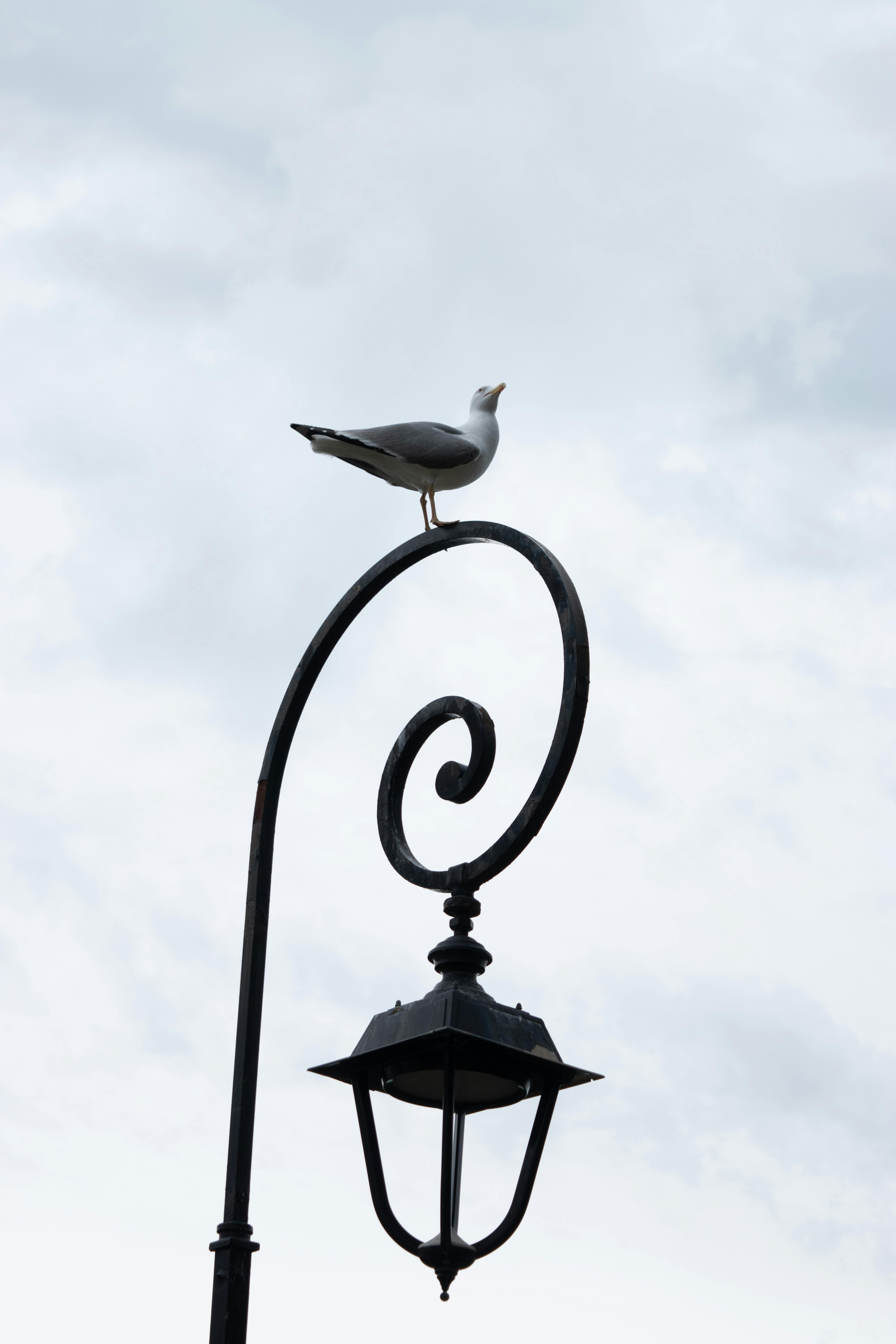 bezplatná Racek sedící na vrcholu malebné pouliční lampy proti zatažené obloze v Monaku. Základová fotografie