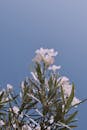 White Oleander Flowers Against Clear Blue Sky