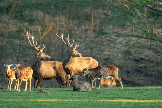 A herd of deer grazing in a sunlit forest setting during daytime, showcasing nature's beauty.