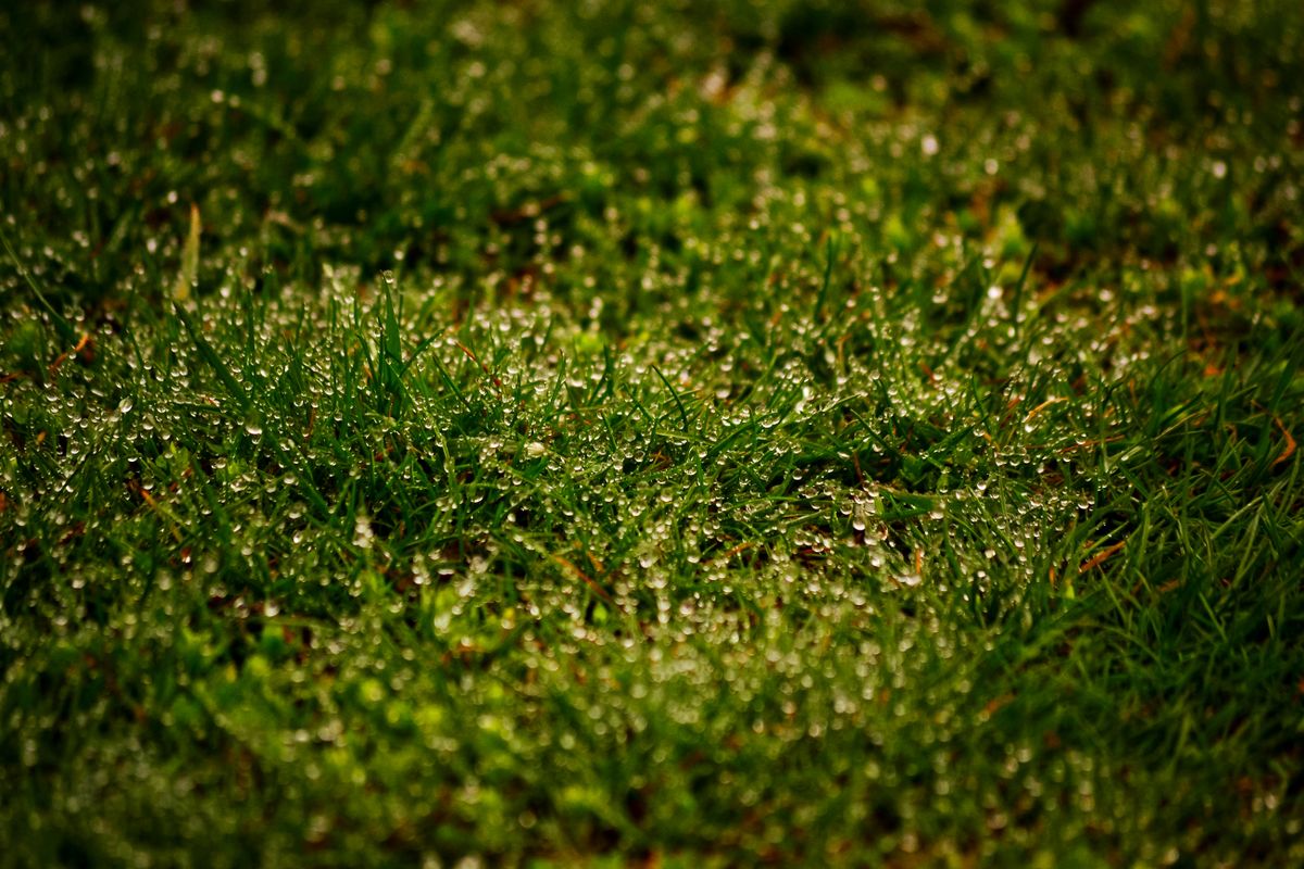 Close-up of dewy grass blades glistening in the morning light.