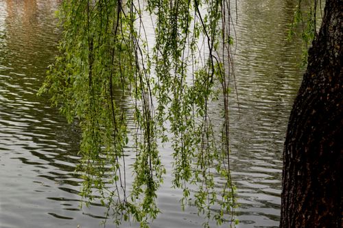Free Serene willow tree branches hanging gracefully over a calm water surface. Stock Photo