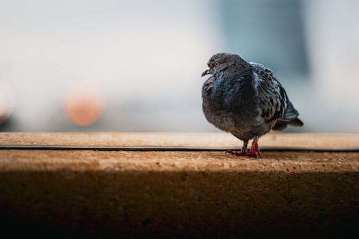 A close-up of a pigeon perched on a wall in Kuwait City with soft urban blur.