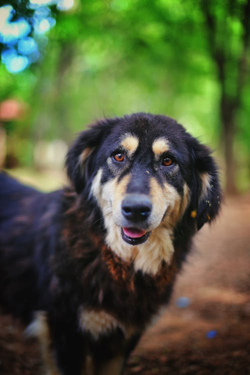 無料 選択的な写真黒と茶色のロングコート犬 写真素材