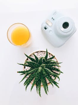 平躺于时尚空间，配有即时相机、一杯果汁和多汁植物