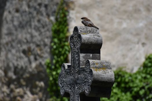 A sparrow sits atop a weathered cross in SV, Romania, amidst ivy-covered ruins.