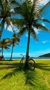A tranquil scene of a bicycle resting under palm trees by a beach on a sunny day.