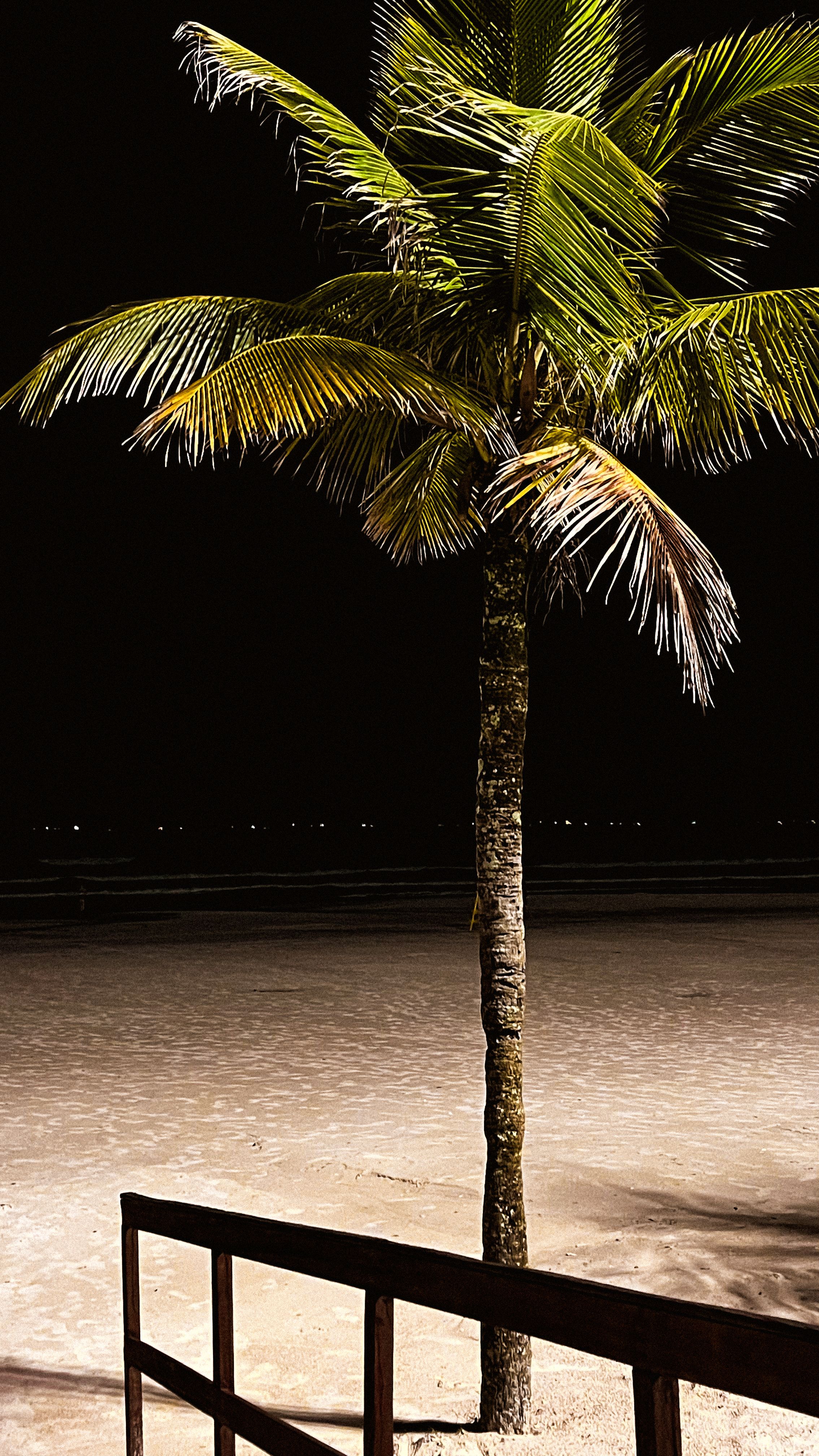 Palm Tree by the Beach at Night · Free Stock Photo