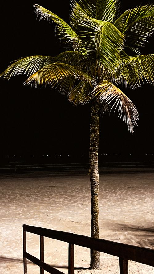 Free A serene palm tree stands by the beach under night skies, creating a tropical vibe. Stock Photo