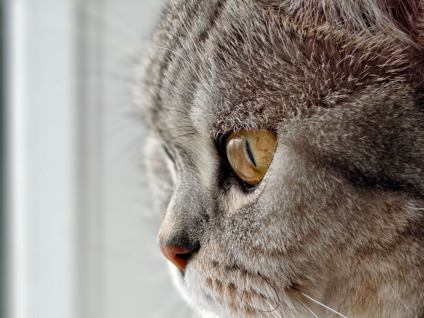 Portrait of a cat at a veterinary clinic
