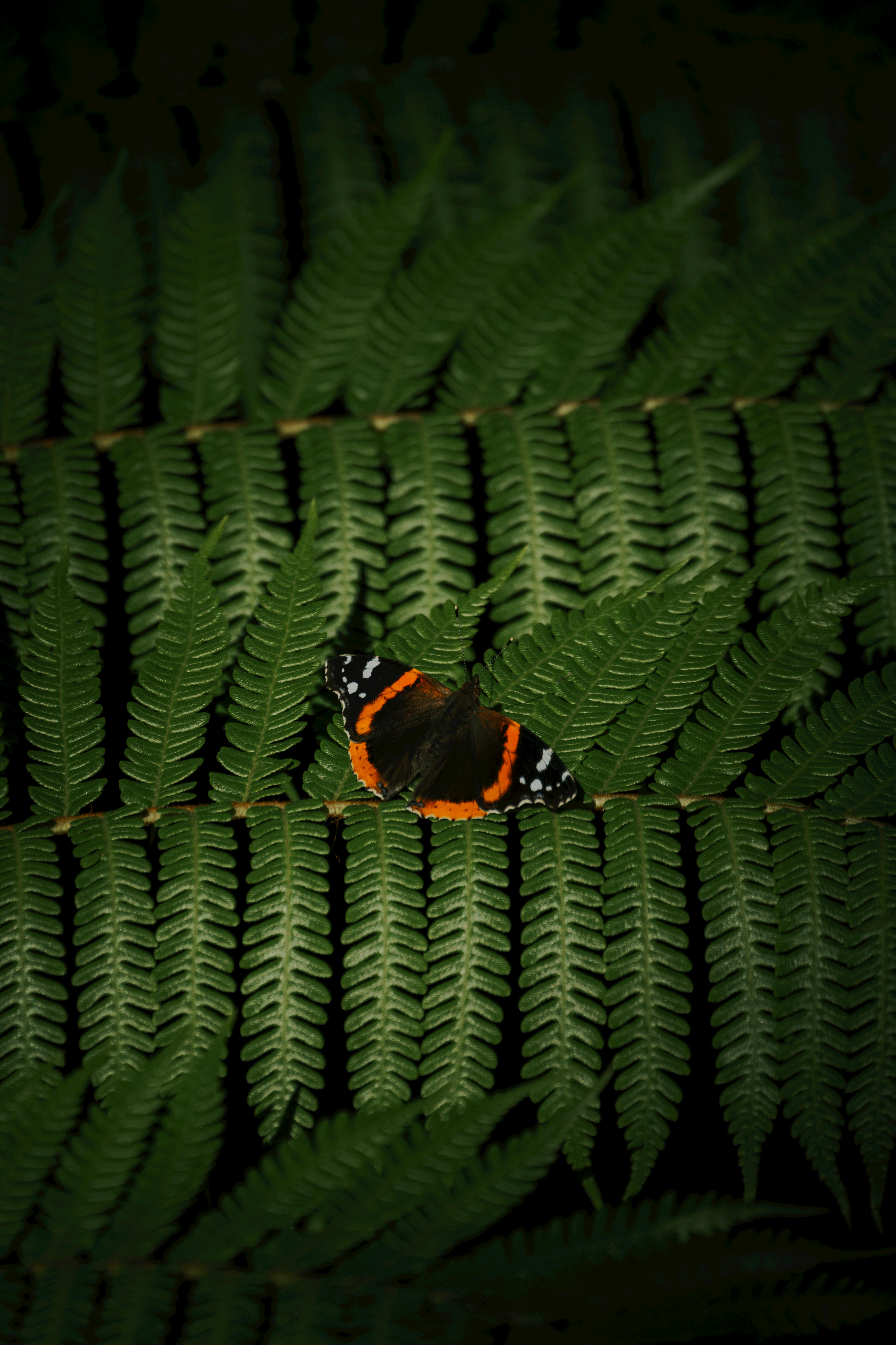 無料 印象的な蝶が、自然光の下、鮮やかな緑のシダの葉の上に優雅に止まっています。 写真素材