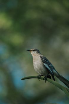 A serene capture of a Northern Mockingbird on a branch, set against a blurred green background.