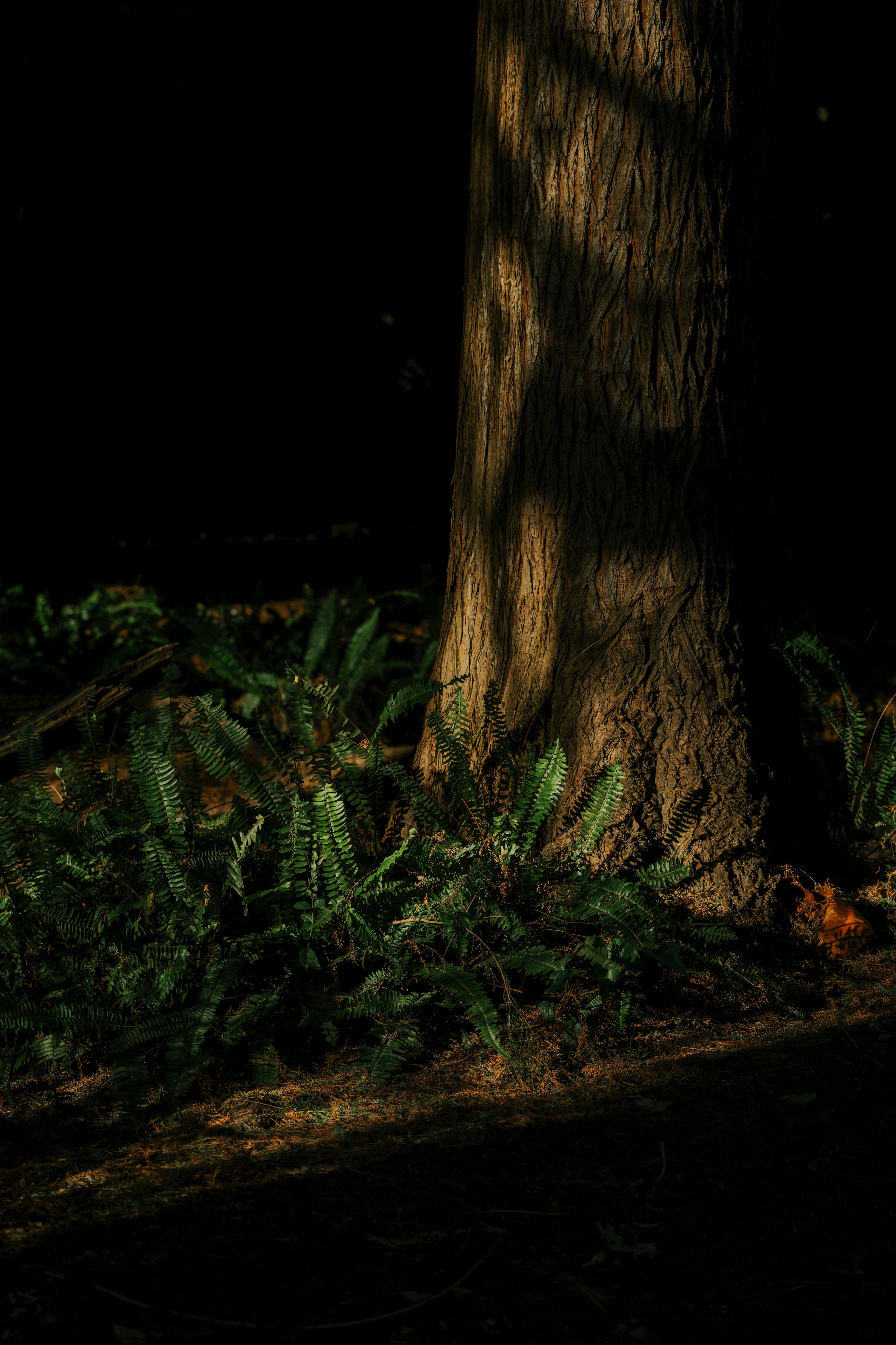 бесплатная Спокойный лес, запечатленный на фотографии с папоротниками и тенями деревьев в Аркадии, Калифорния. Стоковое фото