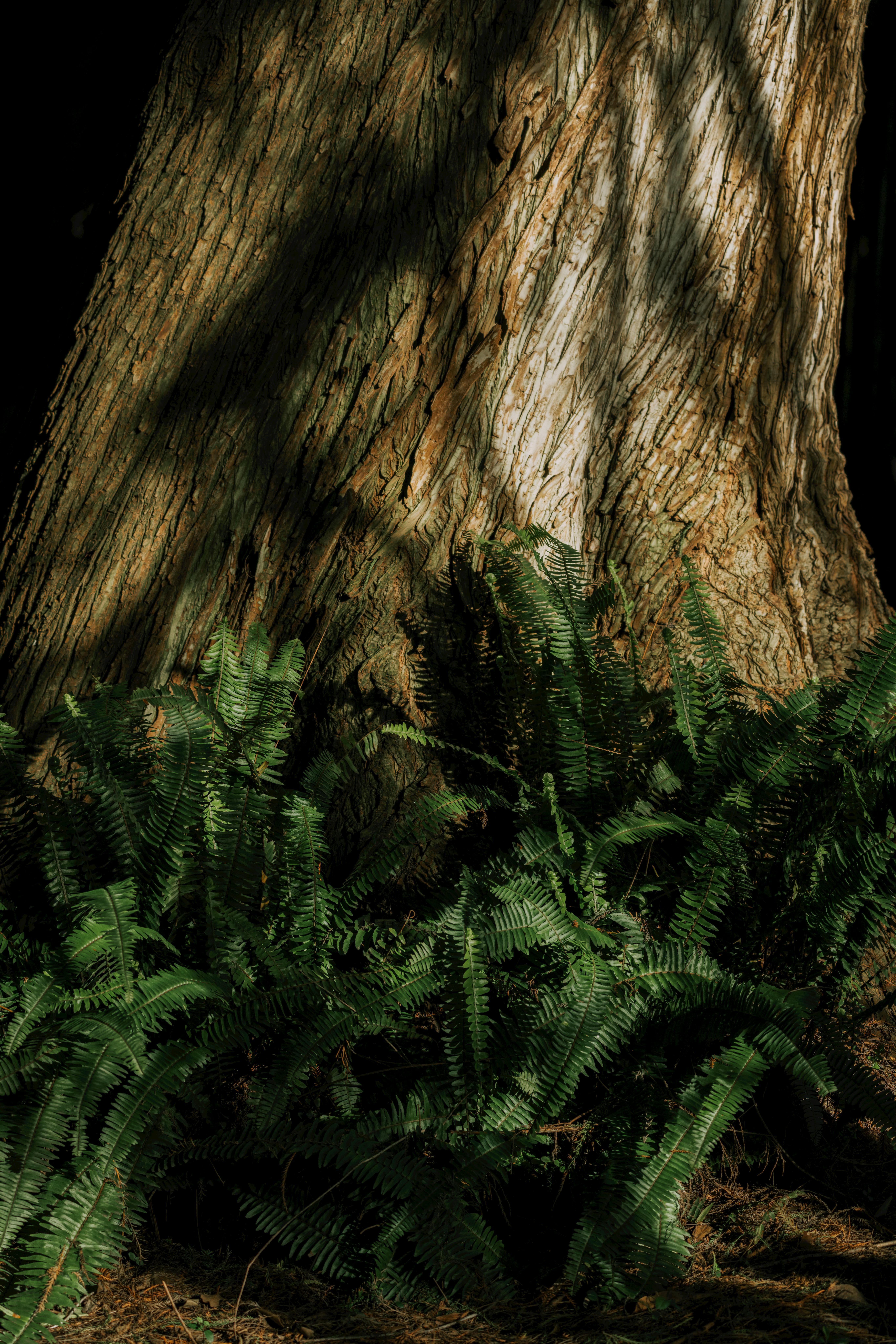 бесплатная Безмятежный лесной пейзаж: ствол дерева и пышные папоротники в мягком свете. Стоковое фото