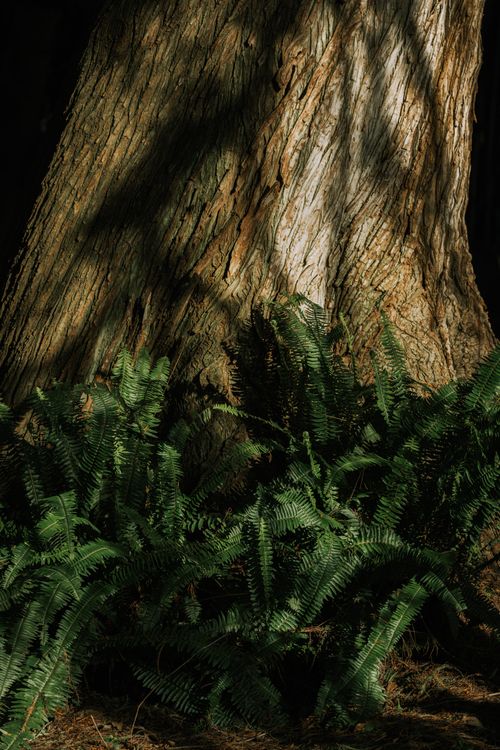 Tranquil Forest Scene with Tree and Ferns · Free Stock Photo