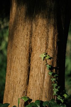 Ivy leaves climbing a textured tree trunk in sunlight, Arcadia.