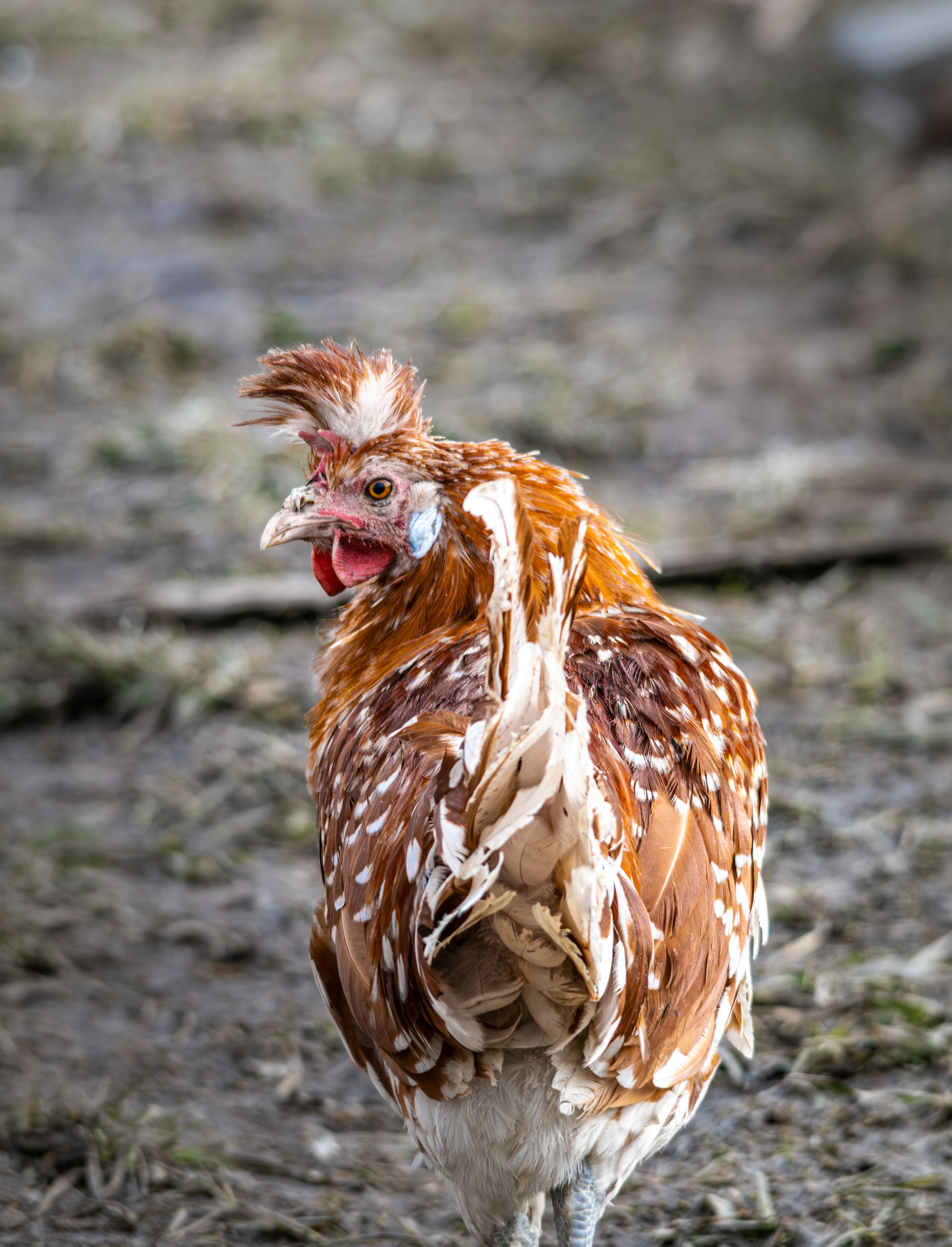 Unique Chicken with Spotted Plumage Outdoors · Free Stock Photo