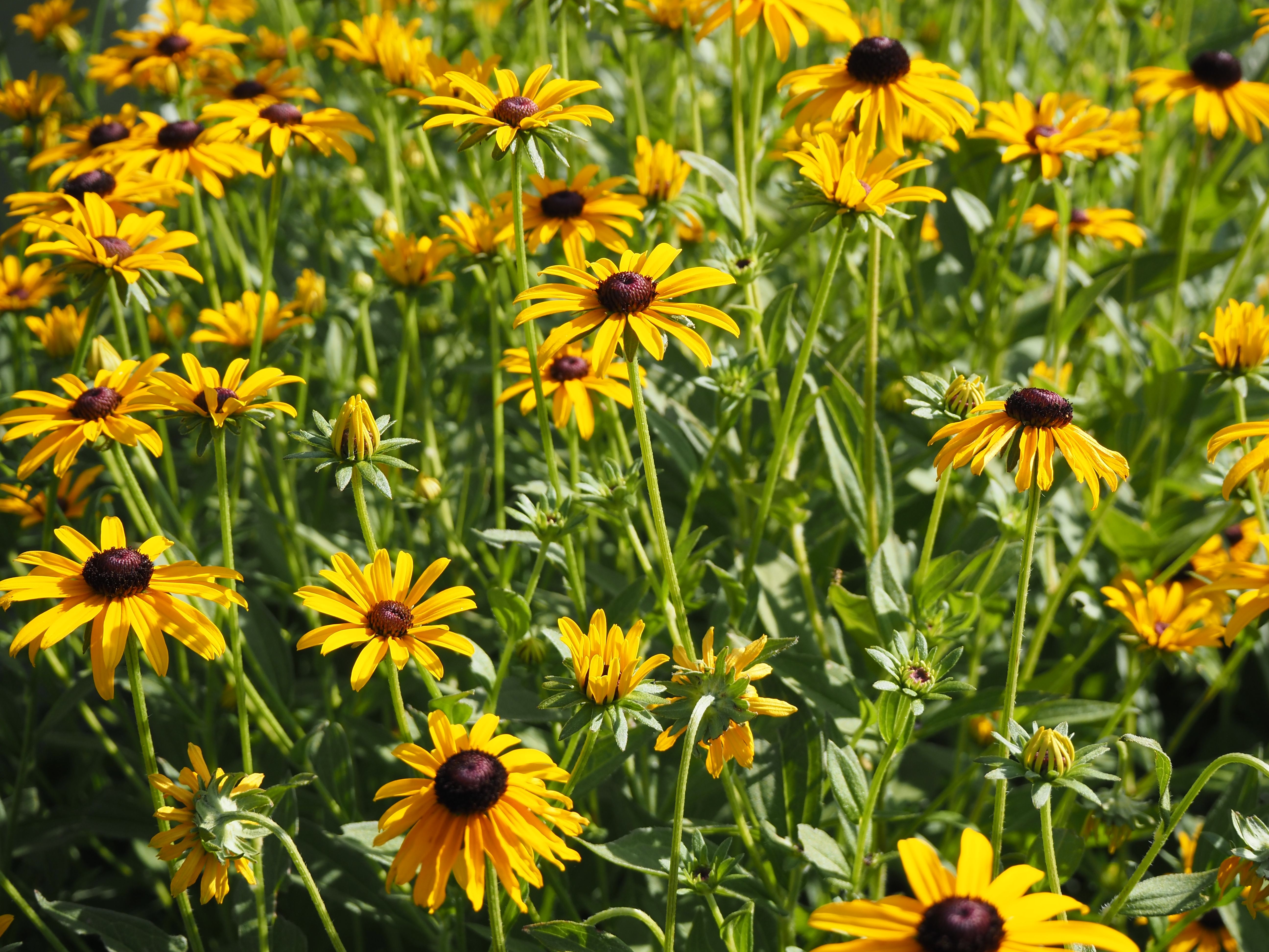 Black-Eyed Susan