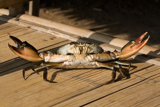 A close-up of a crab on a bamboo surface under natural light, showcasing its details.