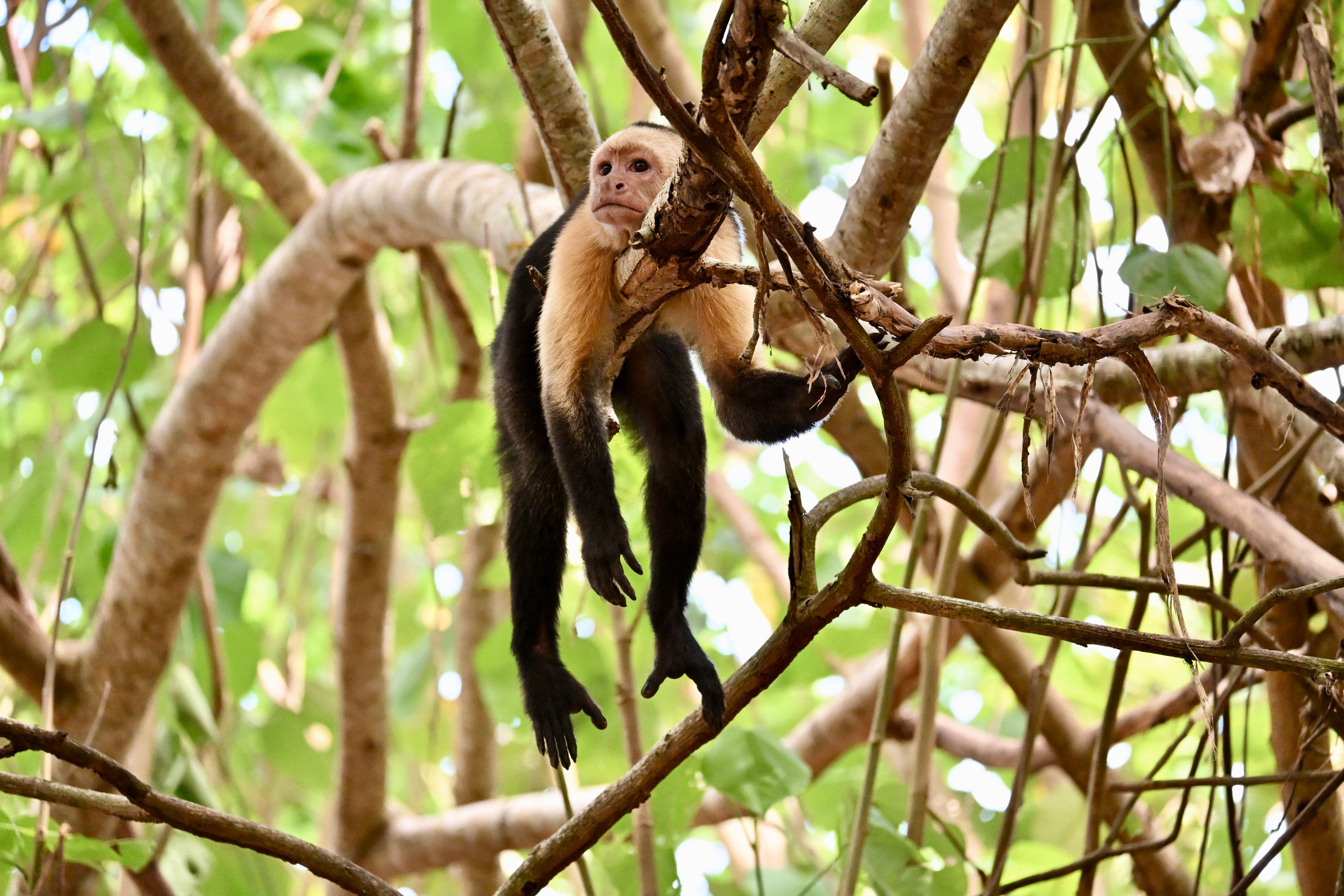 White-Faced Capuchin Monkey in Costa Rica Trees · Free Stock Photo