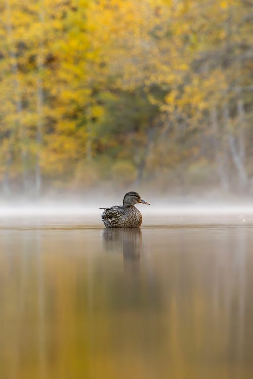 Free Peaceful scene of a duck on a reflective pond with autumn foliage. Tranquil and scenic. Stock Photo