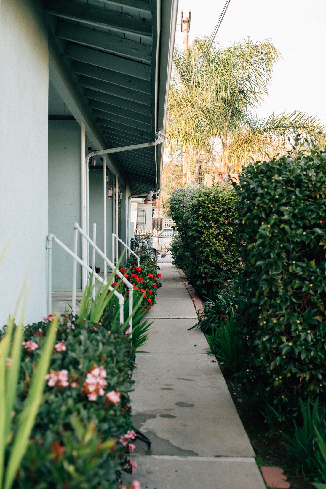 Garden planting and landscaped pathway