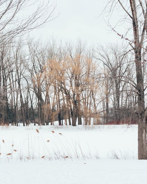 Free Serene winter landscape featuring bare trees and snow in Montréal, Canada. Stock Photo