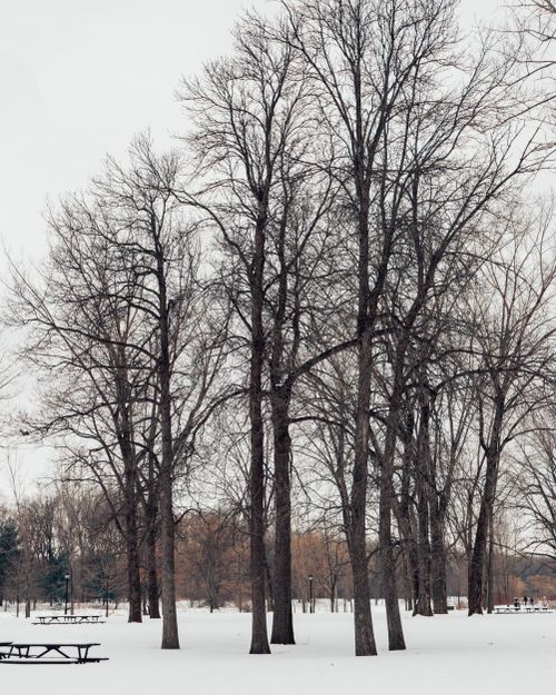 Free Serene winter scene in Montréal with bare trees and snowy ground. Stock Photo