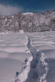 A serene winter landscape featuring a fresh path through pristine snow and a snowy forest backdrop.