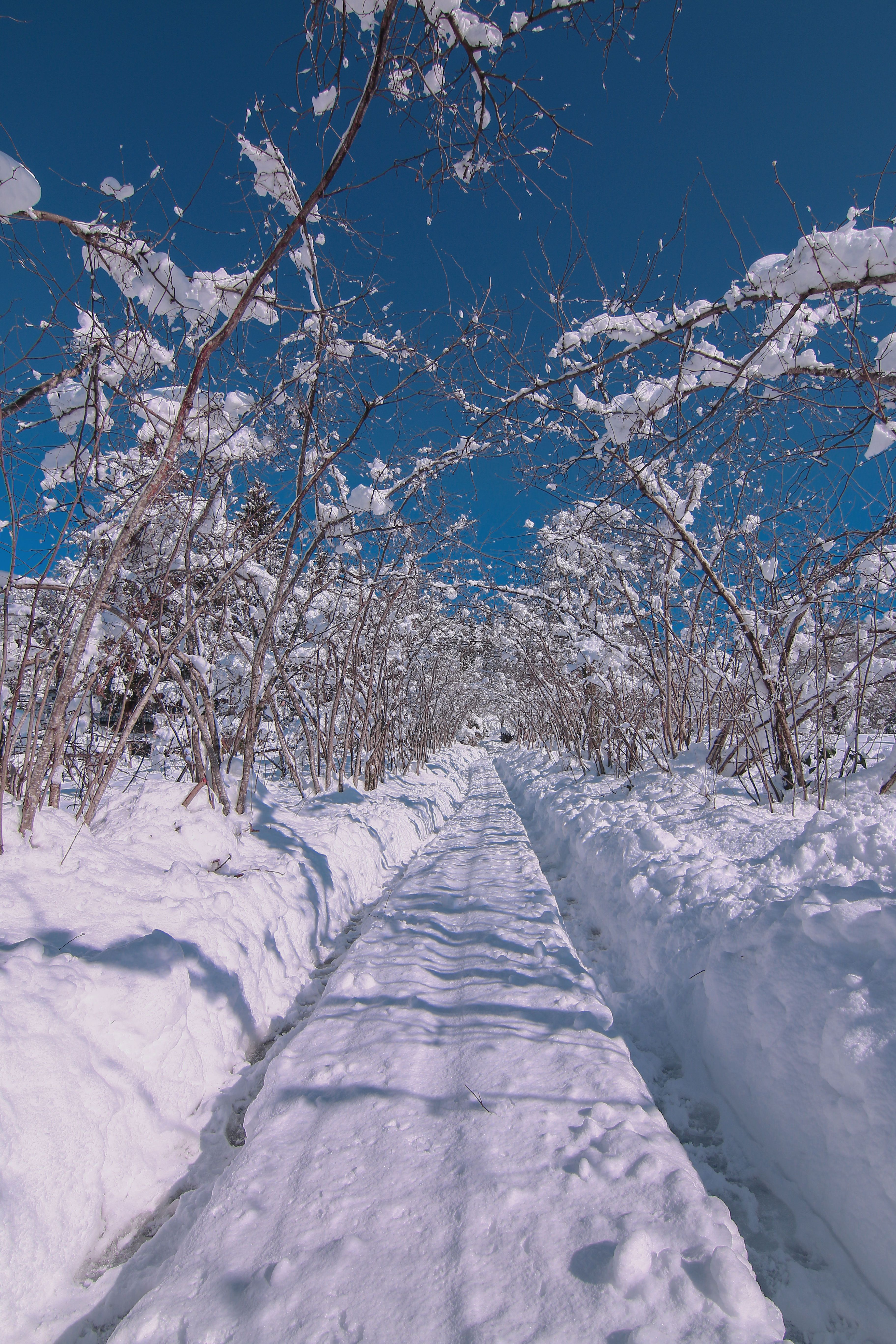 Snowy Pathway in Winter Wonderland · Free Stock Photo