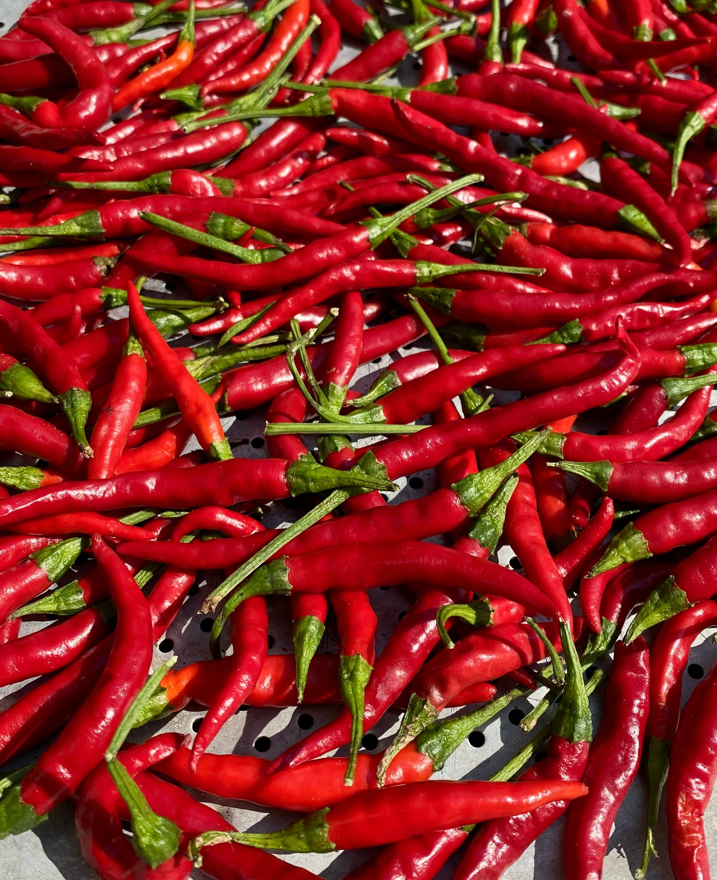 Red Chili Peppers Drying in the Sun · Free Stock Photo