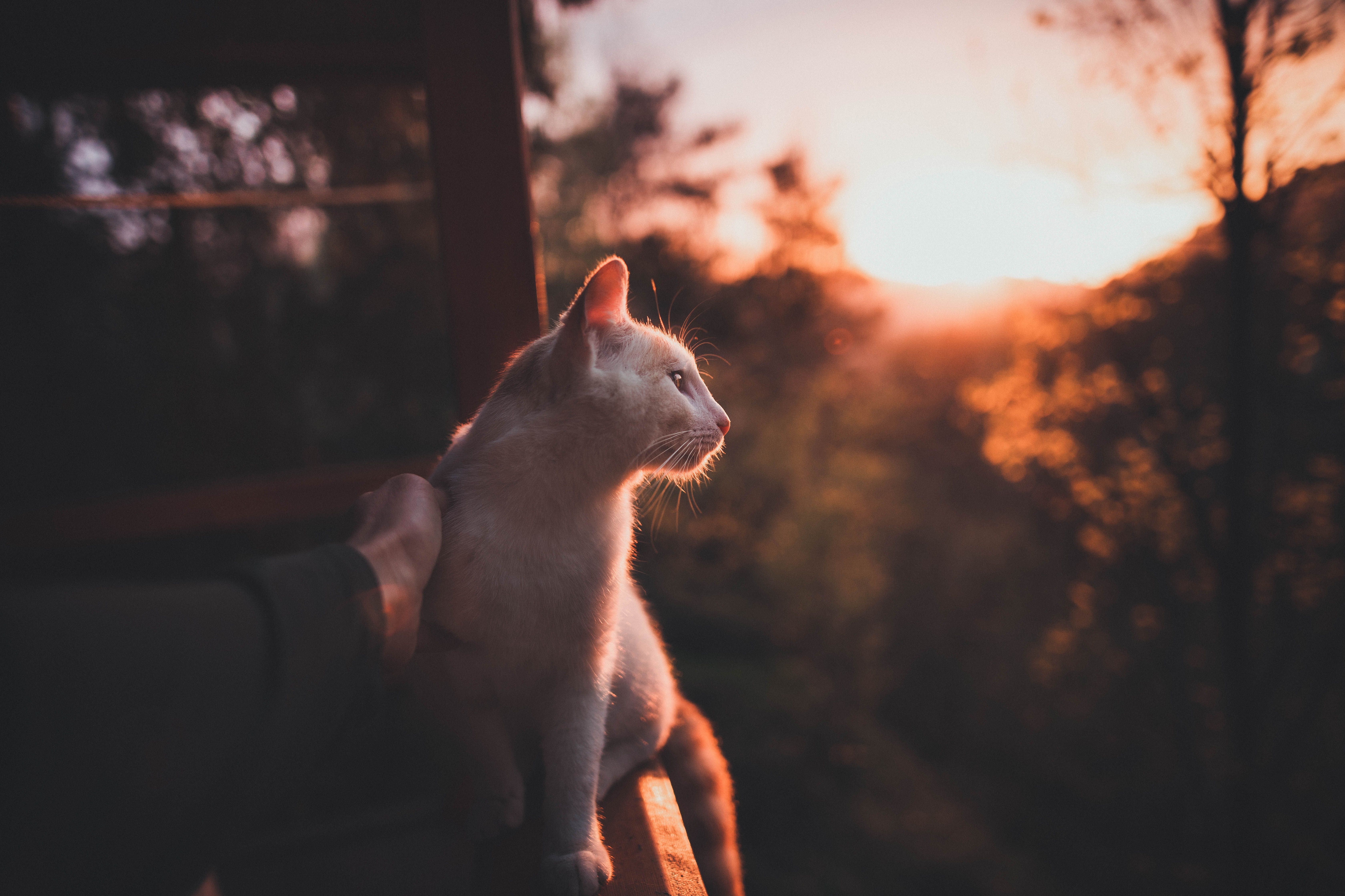 Cat-vocats highlight pet care at special event — Photo by Orhan Namlı on Pexels