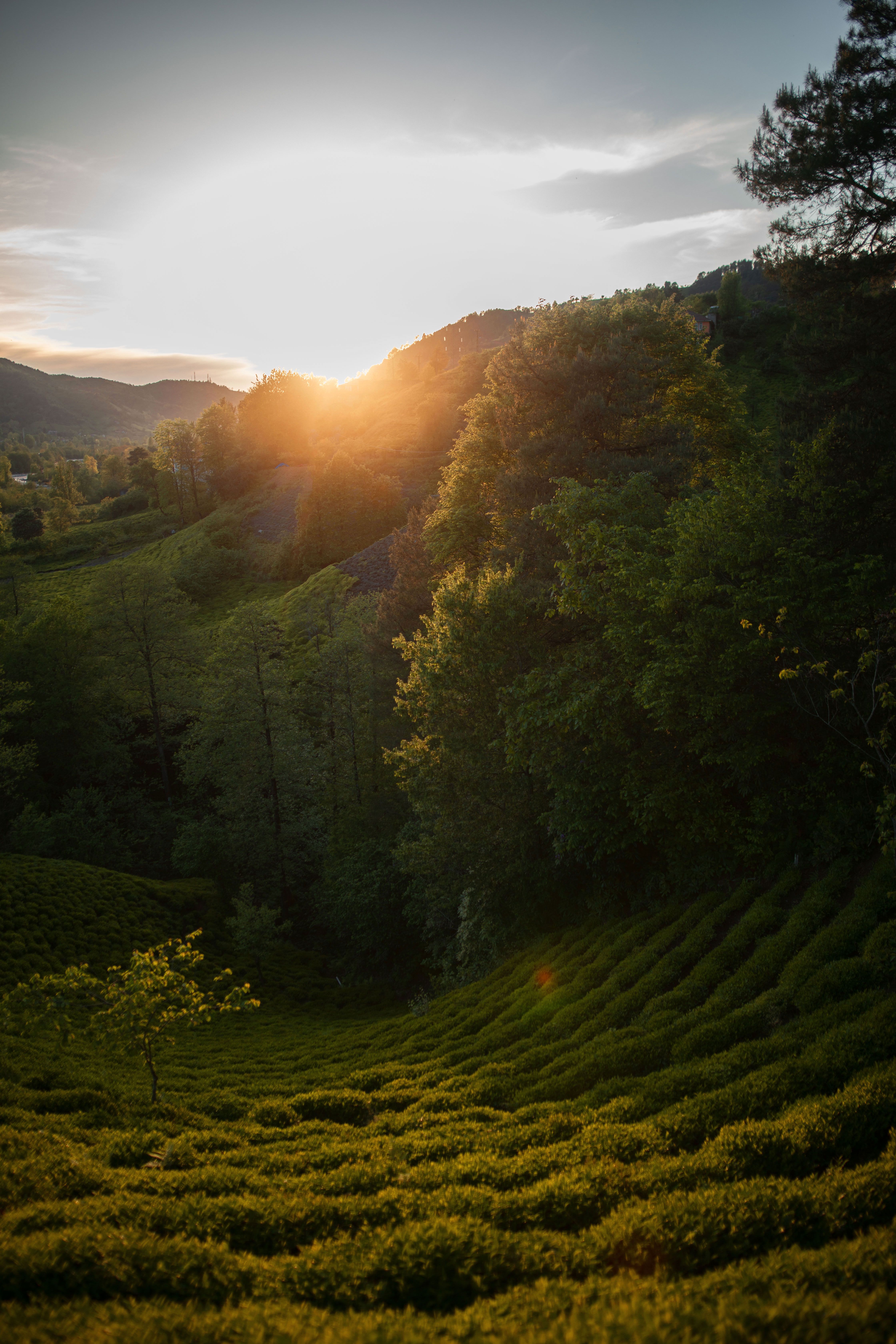 Serene Sunrise Over Rize's Verdant Tea Fields · Free Stock Photo