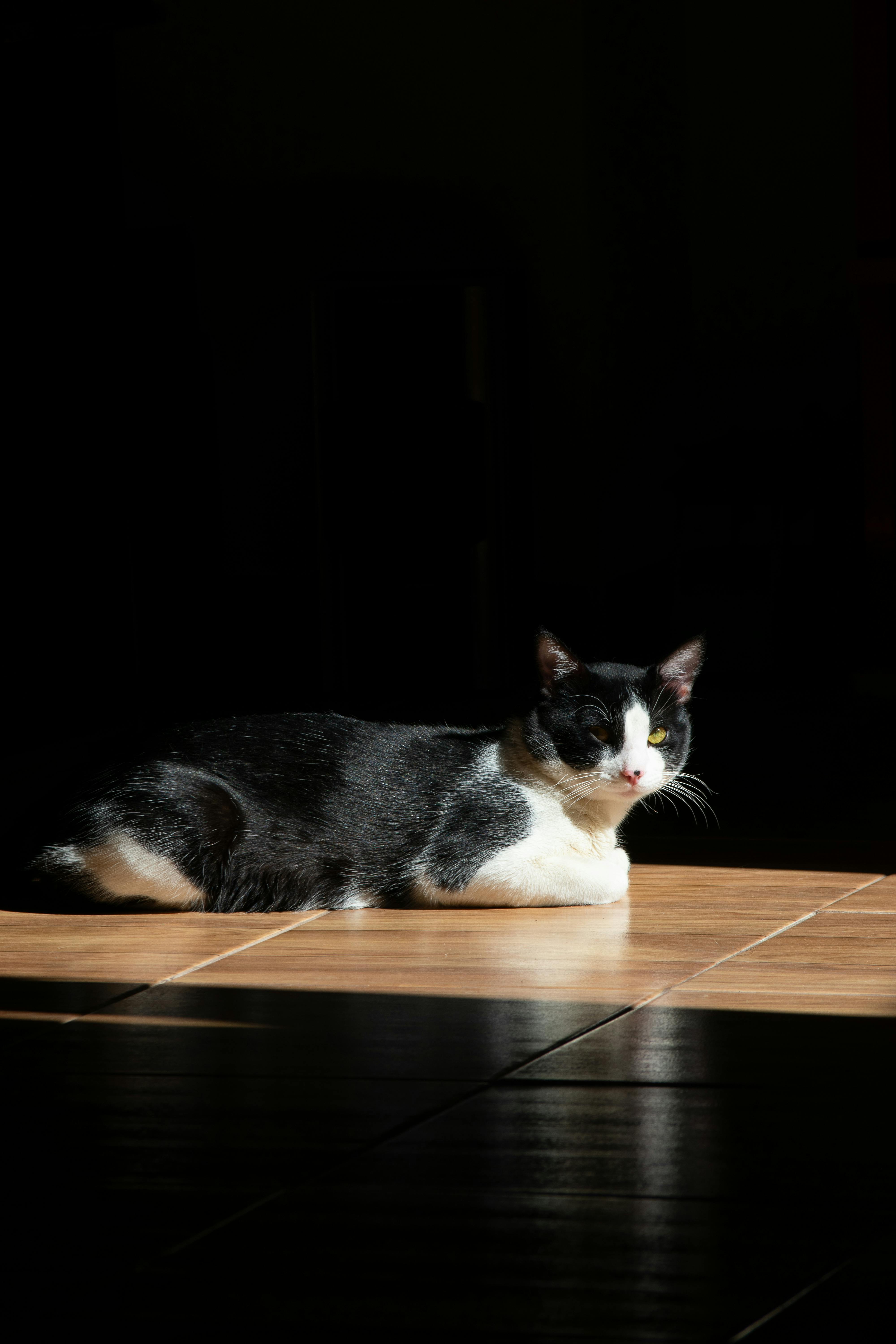 Gratis Seekor kucing hitam putih beristirahat dengan tenang di dalam ruangan yang diterangi sinar matahari. Foto Stok