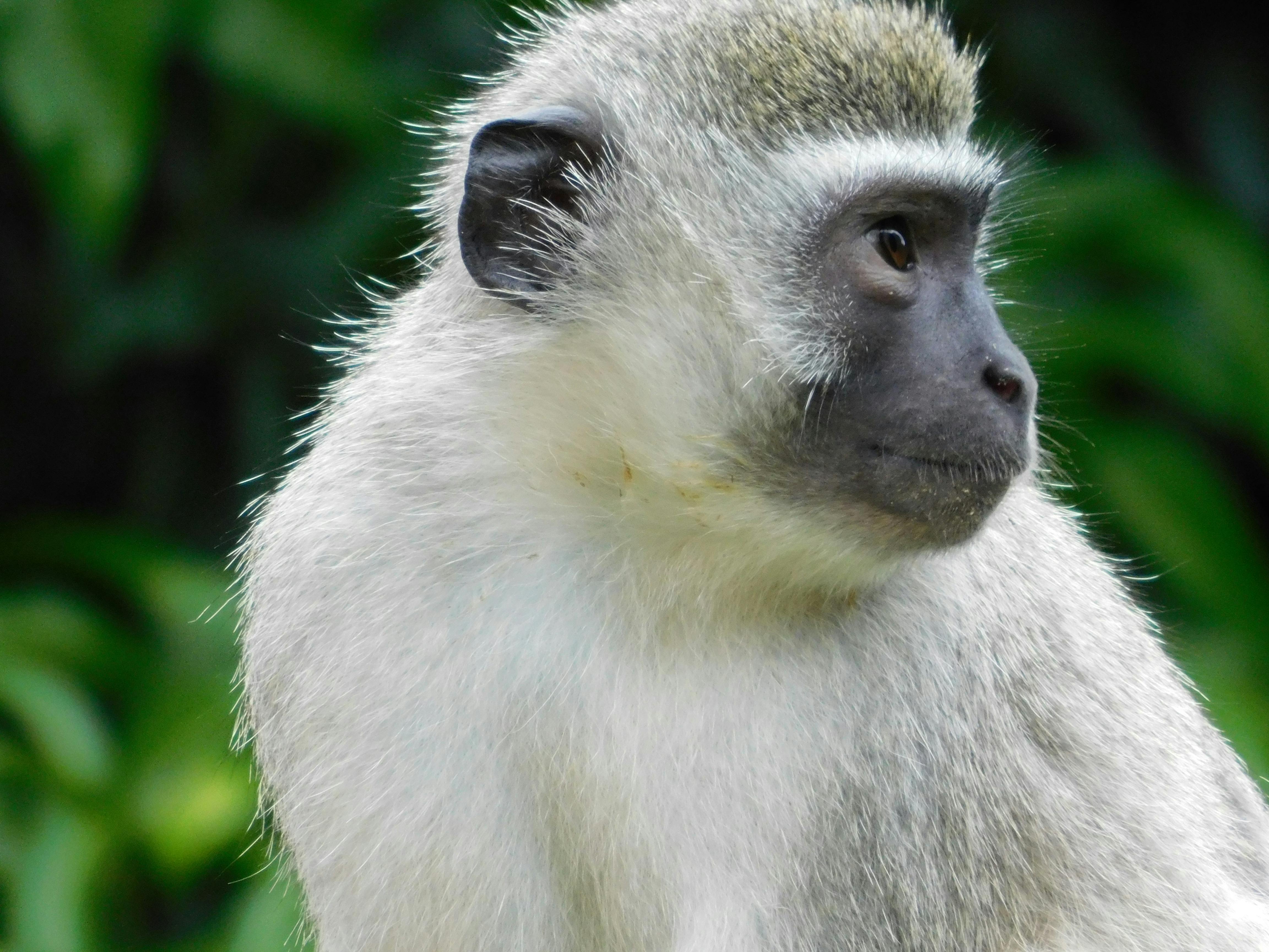 Free stock photo of animal, face, mammal