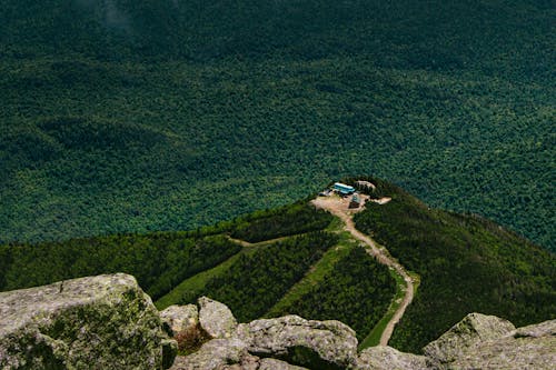 Green Tree on Mountain