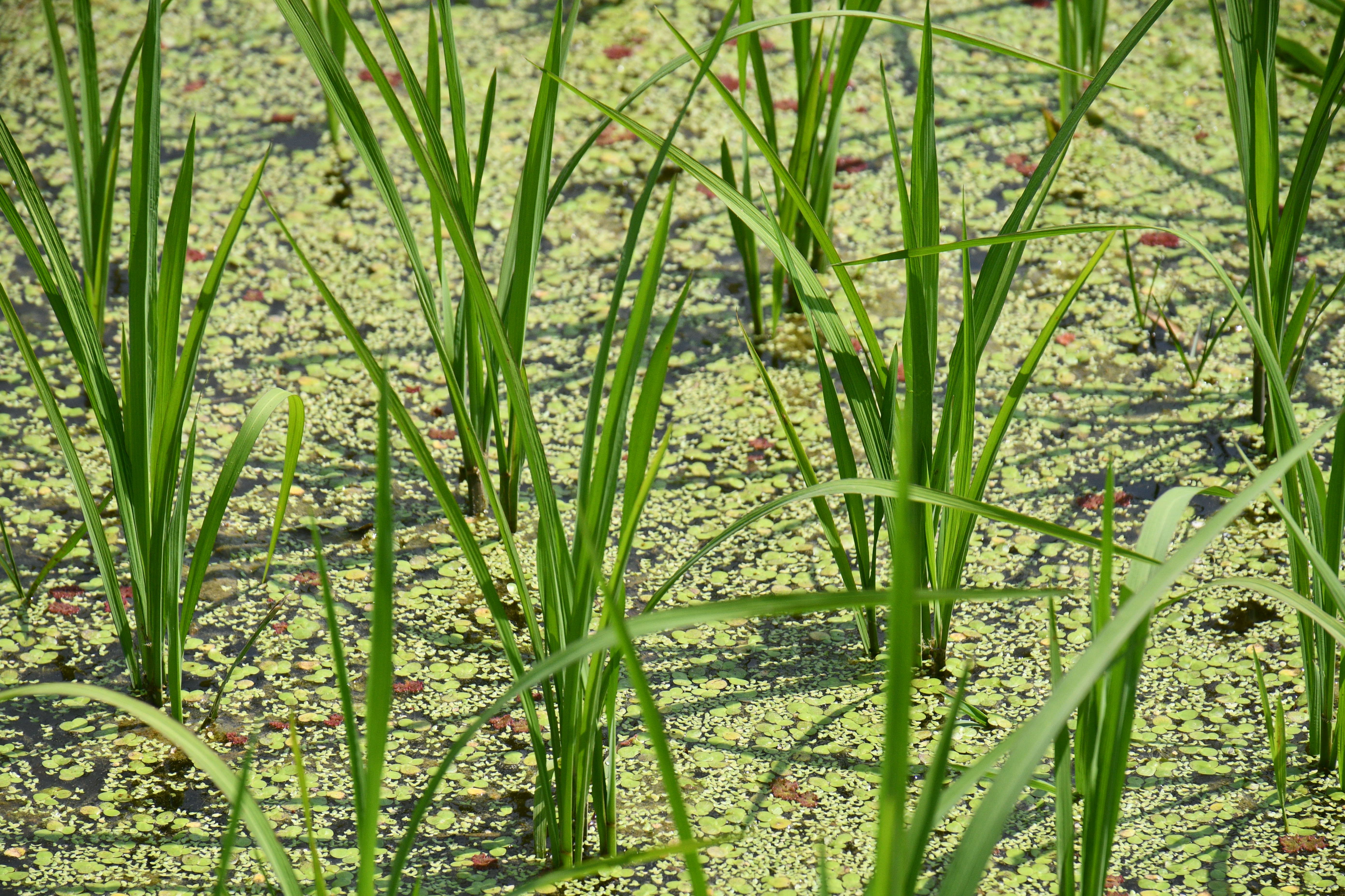 Close-Up of Rice Plants in Water, Bangladesh · Free Stock Photo