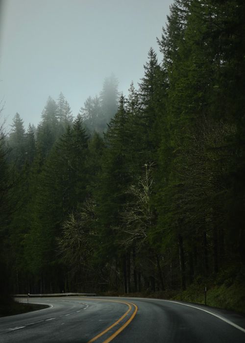 Free A winding road through a dense, fog-covered forest, evoking a sense of mystery and serenity. Stock Photo