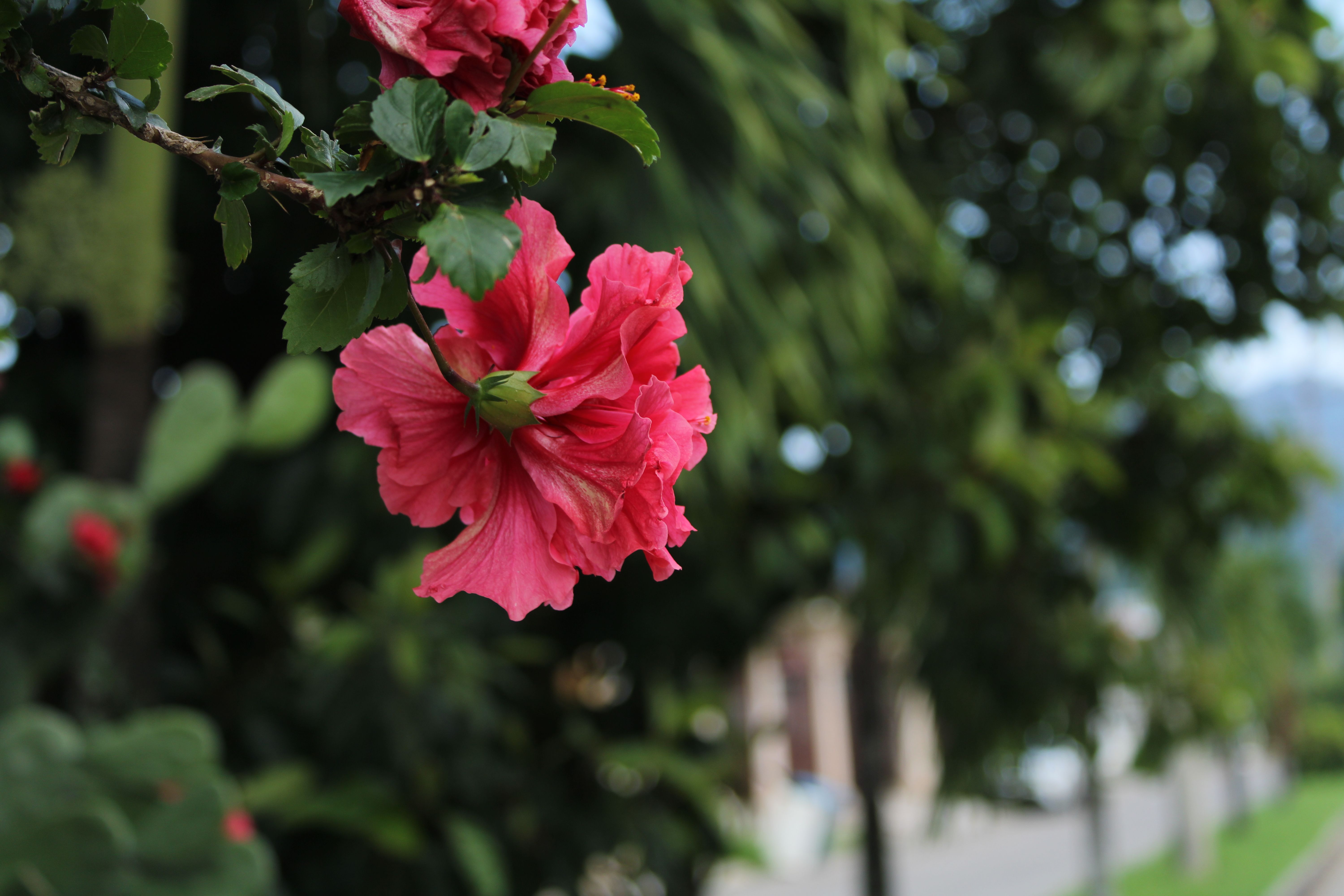 Vivid close-up of a pink hibiscus flower with lush greenery background.