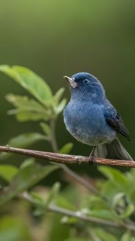 bird photo