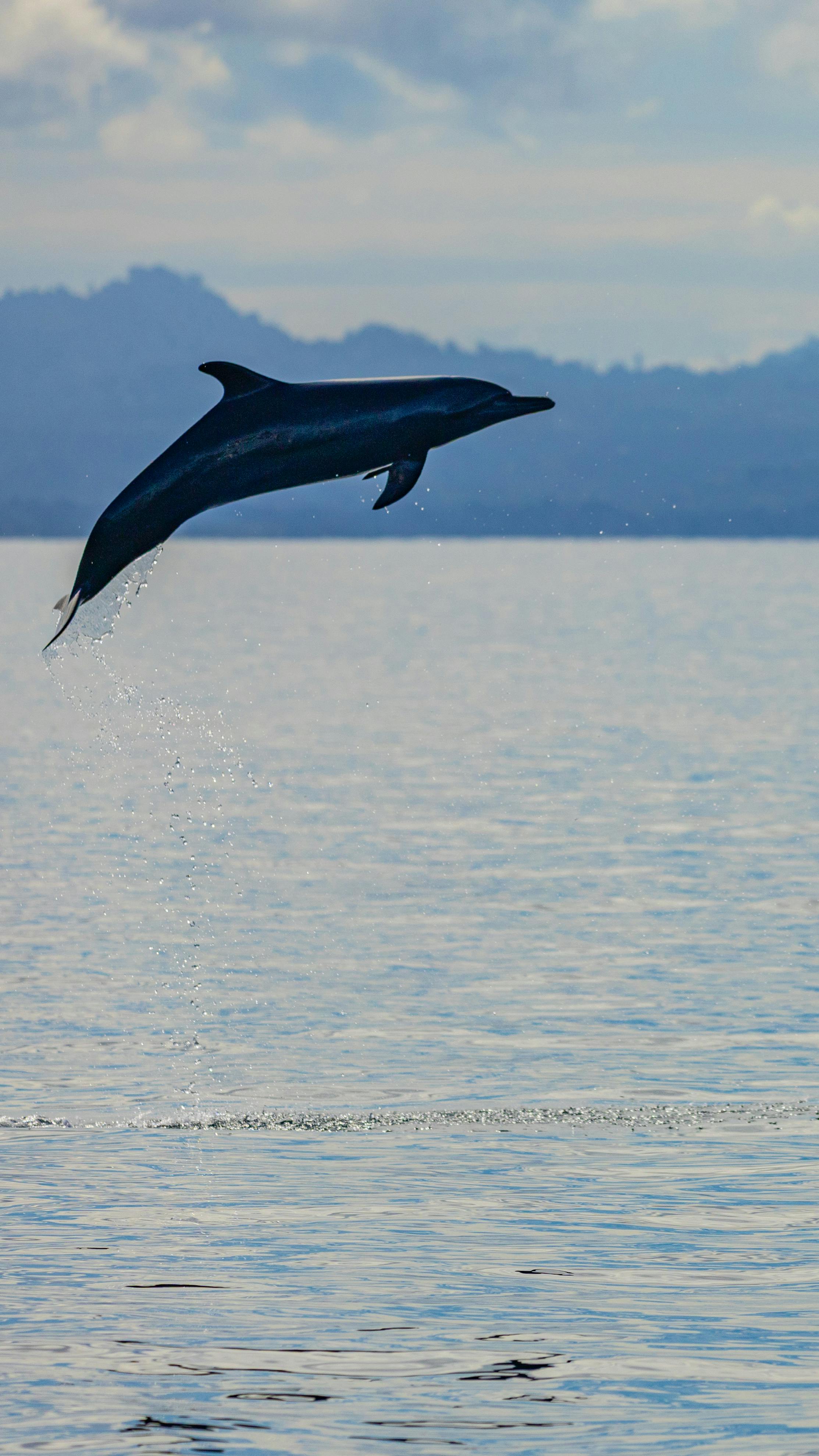 Planifica tu aventura en Bahía Drake, Osa, sin tours masivos