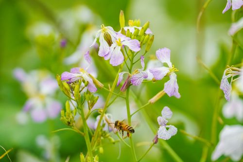 Free Close-up of a bee pollinating delicate wildflowers on a bright spring day. Stock Photo
